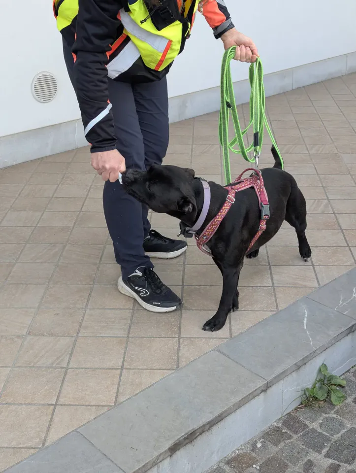 Foto GEM DOG A.S.D.: Allenamento di mantrailing, 19 ottobre 2025, foto 15 di 21