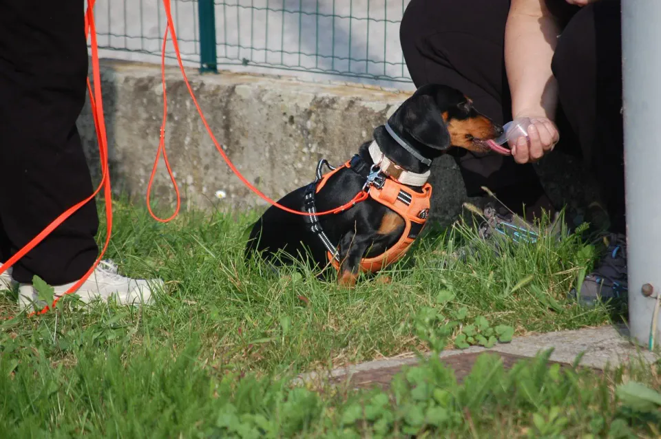 Foto GEM DOG A.S.D.: Allenamento di mantrailing, 19 ottobre 2025, foto 17 di 21