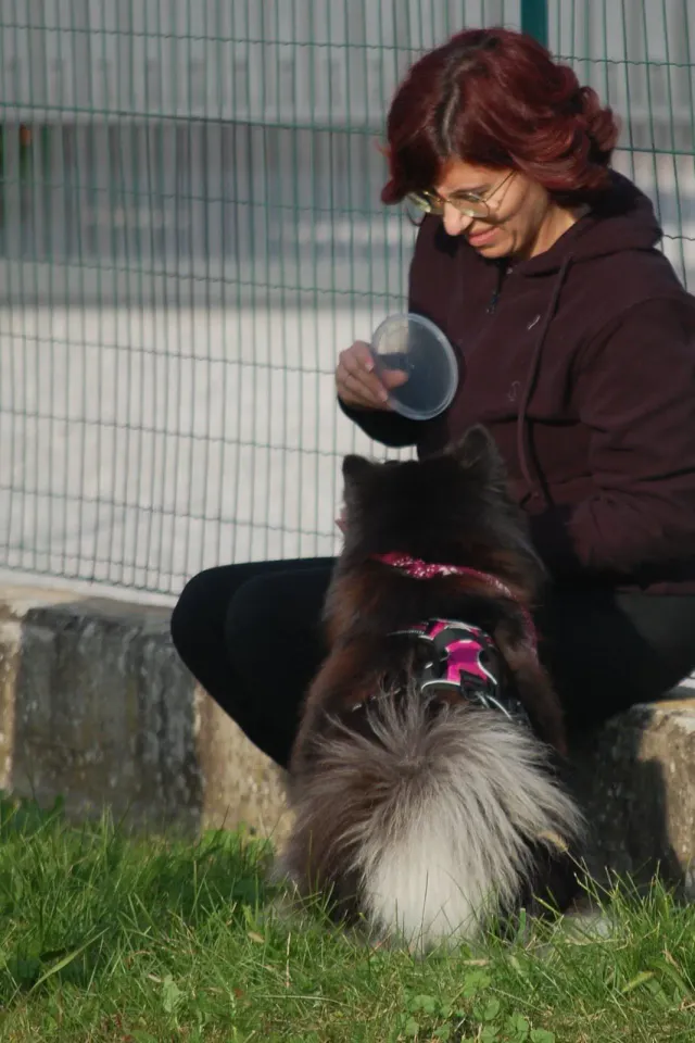 Foto GEM DOG A.S.D.: Allenamento di mantrailing, 19 ottobre 2025, foto 20 di 21