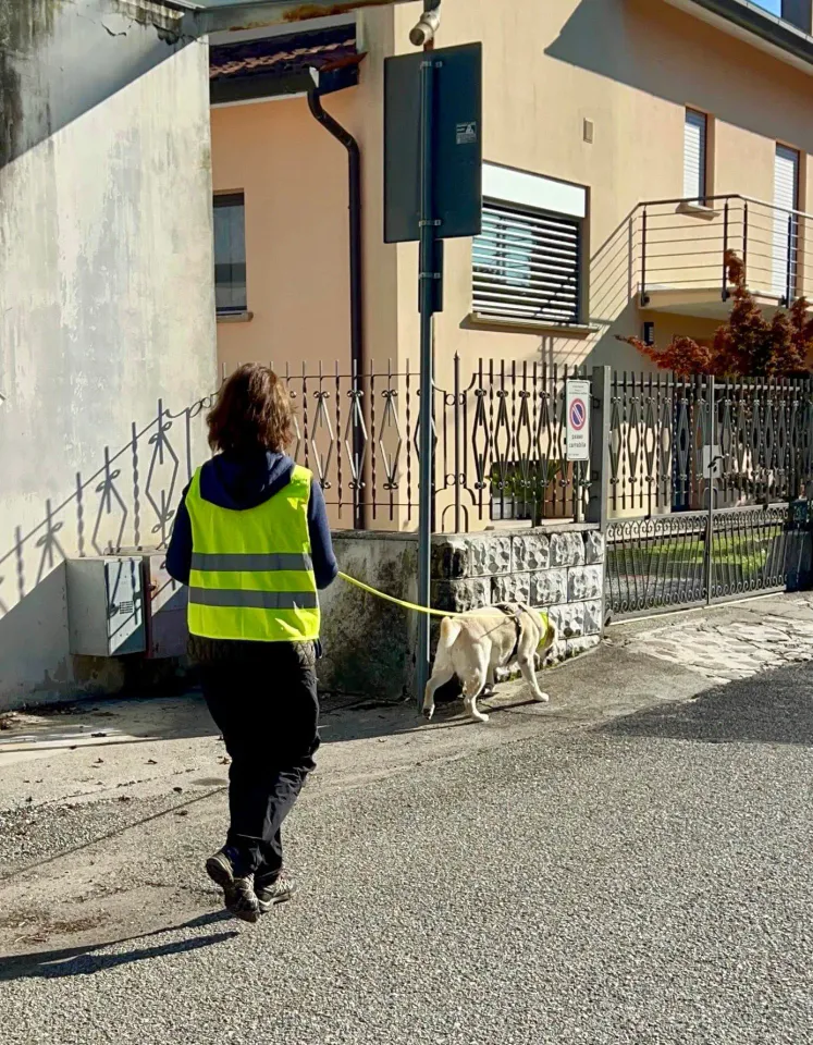 Foto GEM DOG A.S.D.: Allenamento di mantrailing, 9 novembre 2025, foto 2 di 4