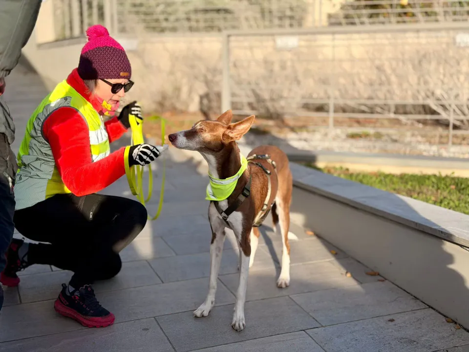 Foto GEM DOG A.S.D.: Allenamento di mantrailing, 29 novembre 2025, foto 1 di 7