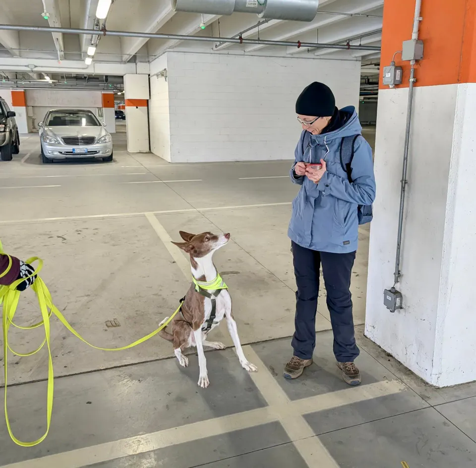 Foto GEM DOG A.S.D.: Allenamento di mantrailing, 7 dicembre 2025, foto 7 di 10