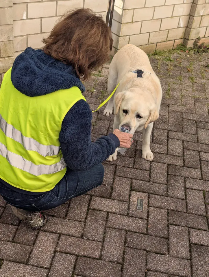 Foto GEM DOG A.S.D.: Allenamento di mantrailing, 7 dicembre 2025, foto 8 di 10