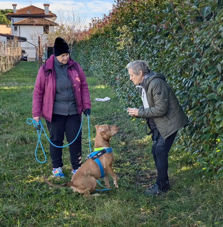 Foto GEM DOG A.S.D.: Allenamento di mantrailing, 7 dicembre 2025, foto 9 di 10