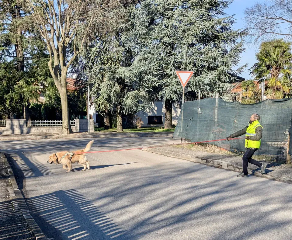 Foto GEM DOG A.S.D.: Allenamento di mantrailing, 7 dicembre 2025, foto 10 di 10