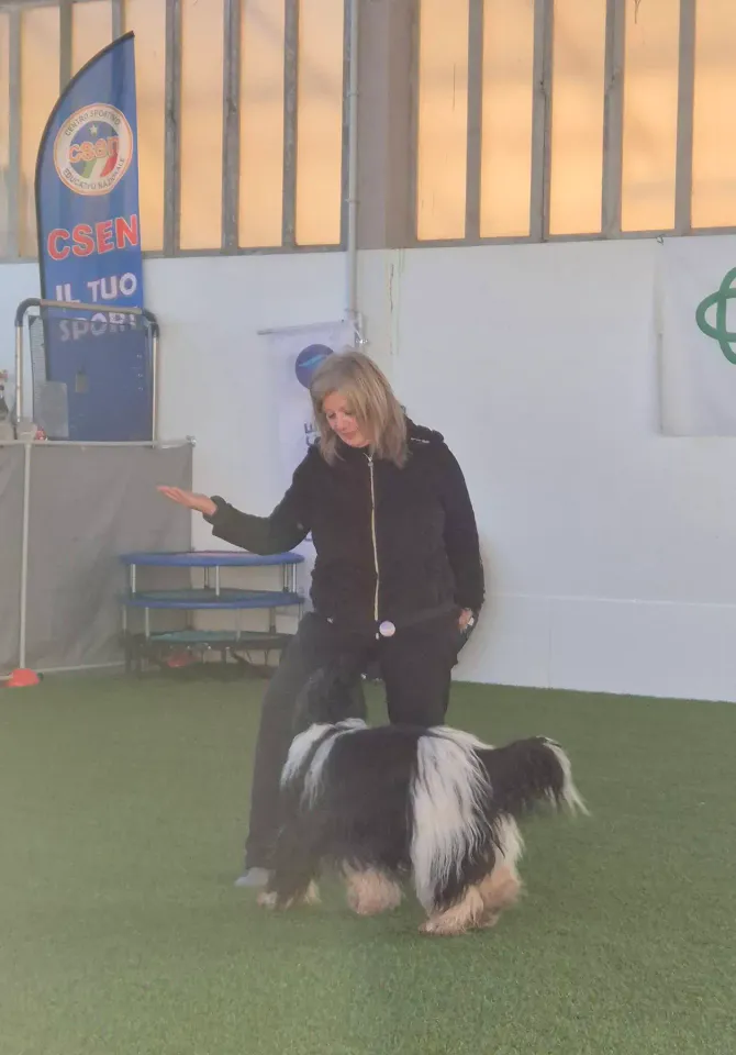 Foto GEM DOG A.S.D.: Allenamento di gruppo di dog dance, Leproso, 14 dicembre 2025, foto 4 di 5
