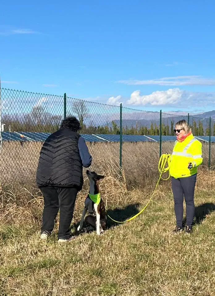 Foto GEM DOG A.S.D.: Allenamento di mantrailing, 4 gennaio 2026, foto 1 di 7