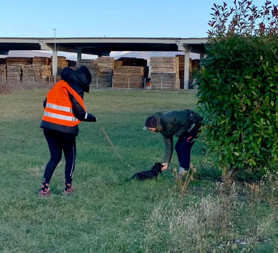 Foto GEM DOG A.S.D.: Allenamento di mantrailing, 4 gennaio 2026, foto 4 di 7