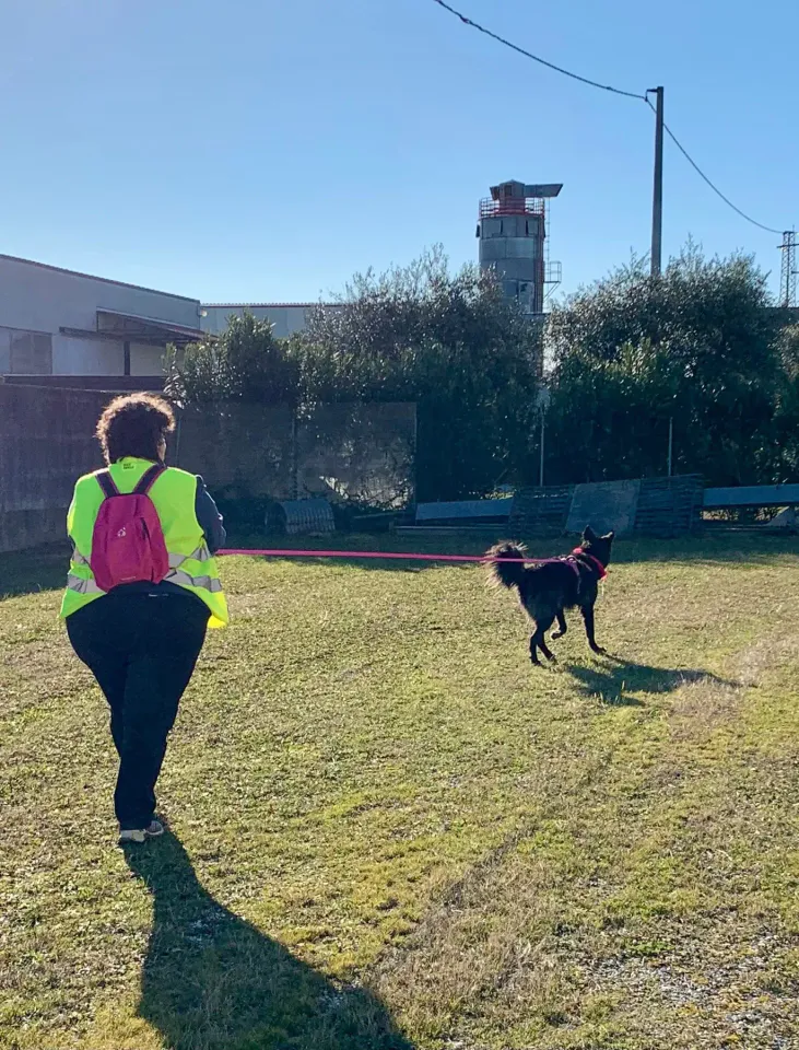 Foto GEM DOG A.S.D.: Allenamento di mantrailing, 4 gennaio 2026, foto 6 di 7