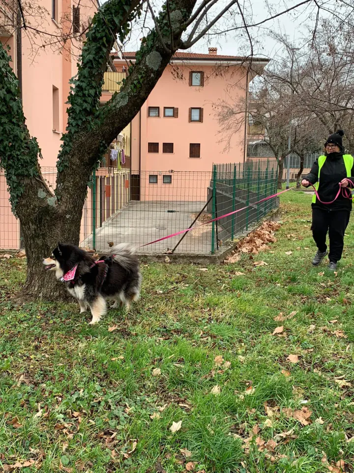 Foto GEM DOG A.S.D.: Allenamento di mantrailing, 18 gennaio 2026, foto 2 di 10