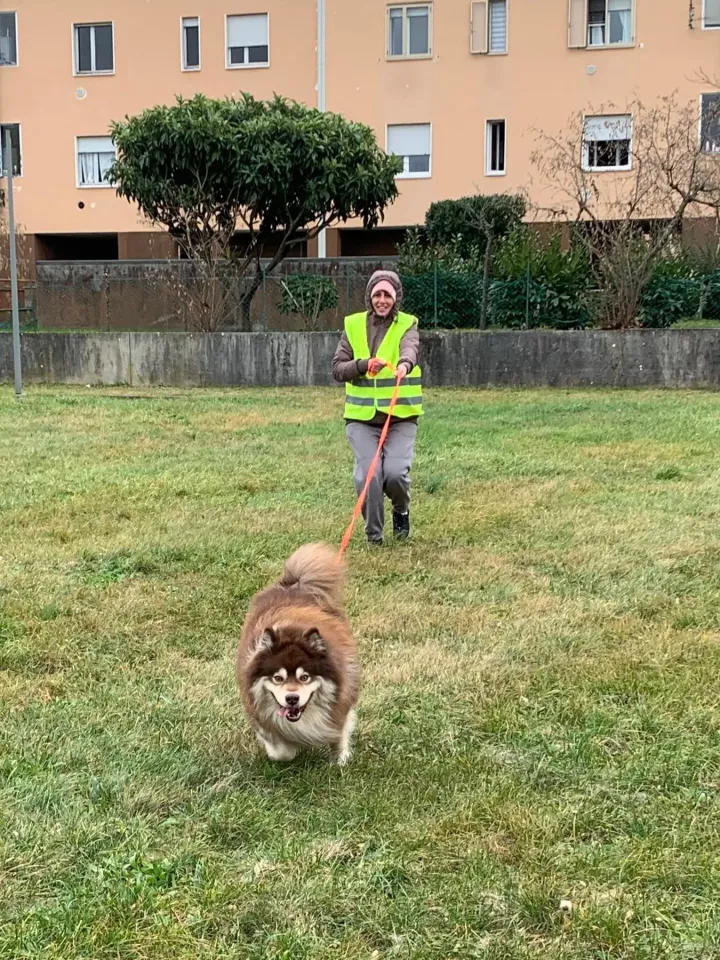 Foto GEM DOG A.S.D.: Allenamento di mantrailing, 18 gennaio 2026, foto 3 di 10
