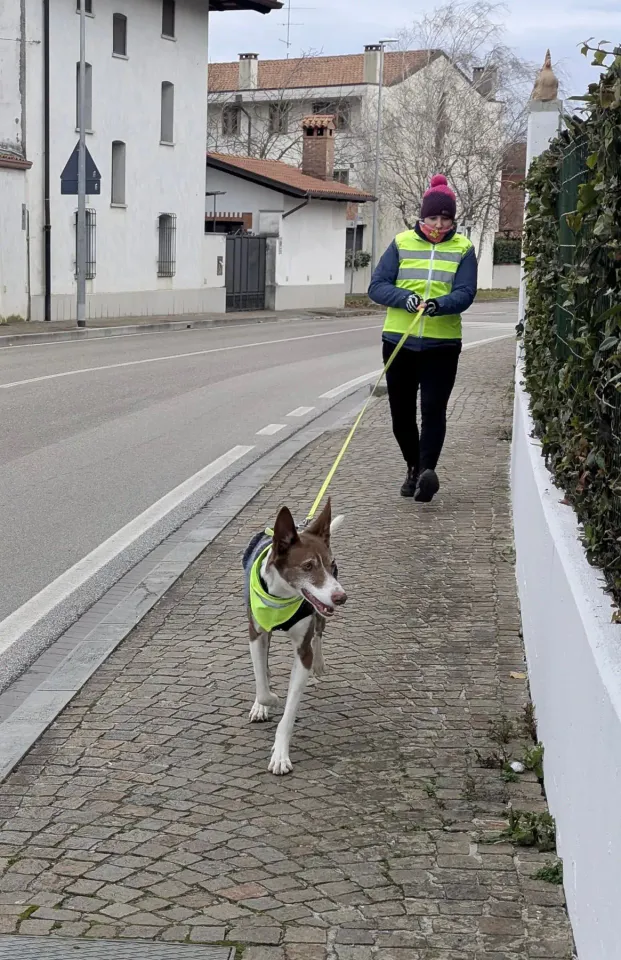 Foto GEM DOG A.S.D.: Allenamento di mantrailing, 18 gennaio 2026, foto 7 di 10