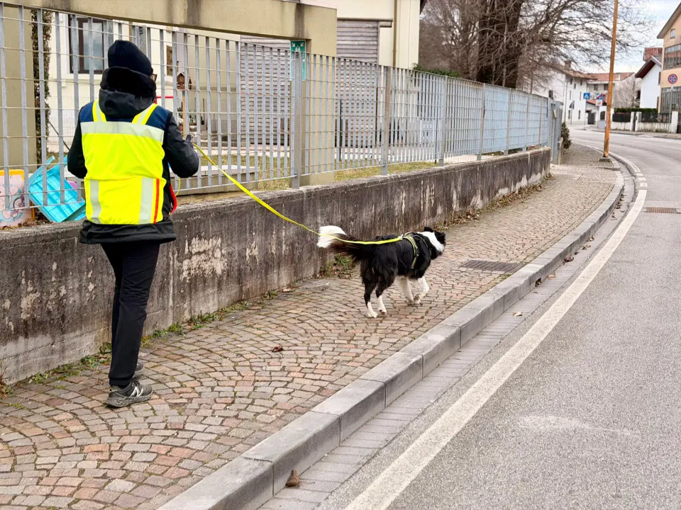 Foto GEM DOG A.S.D.: Allenamento di mantrailing, 18 gennaio 2026, foto 9 di 10