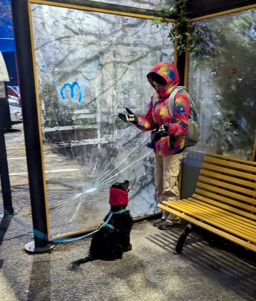 Foto GEM DOG A.S.D.: Allenamento di mantrailing, 18 gennaio 2026, foto 10 di 10