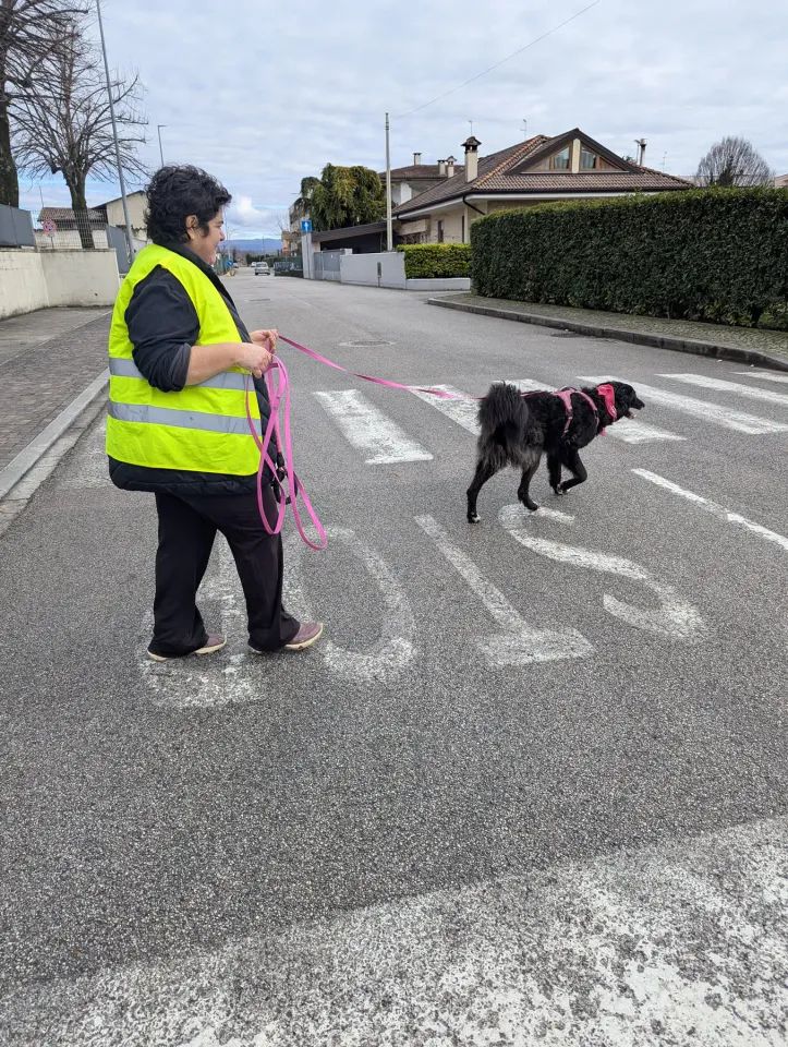 Foto GEM DOG A.S.D.: Allenamento di mantrailing, 8 febbraio 2026, foto 3 di 6