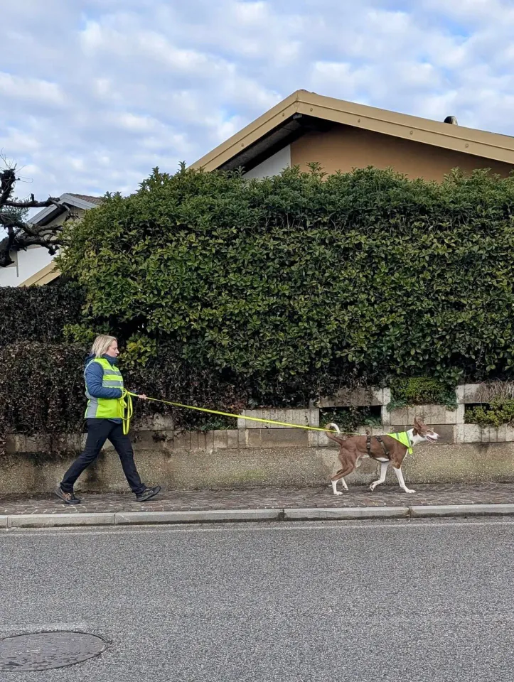 Foto GEM DOG A.S.D.: Allenamento di mantrailing, 8 febbraio 2026, foto 4 di 6