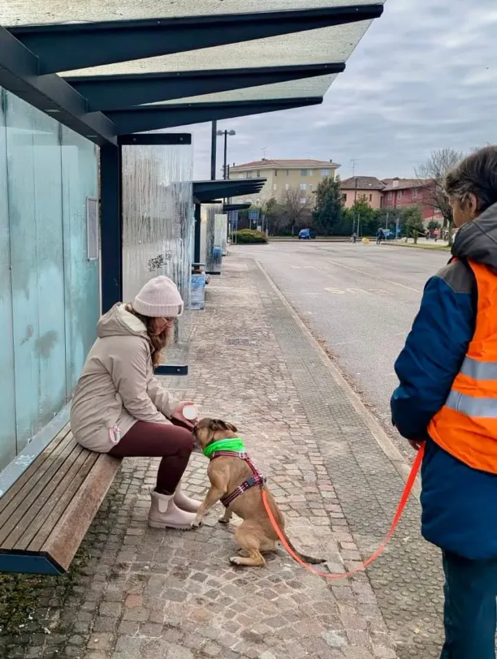 Foto GEM DOG A.S.D.: Allenamento di mantrailing, 8 febbraio 2026, foto 5 di 6