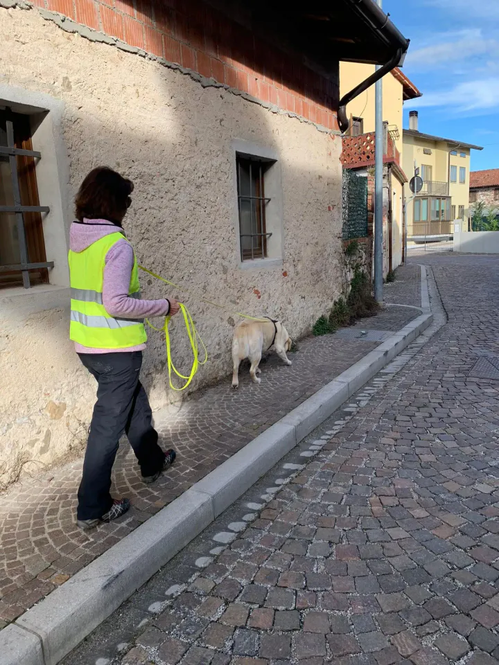 Foto GEM DOG A.S.D.: Allenamento di mantrailing, 15 febbraio 2026, foto 1 di 5