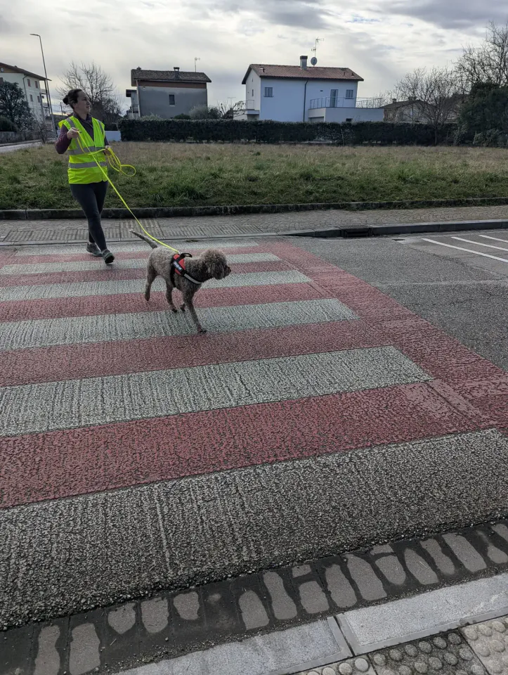 Foto GEM DOG A.S.D.: Allenamento di mantrailing, 15 febbraio 2026, foto 4 di 5