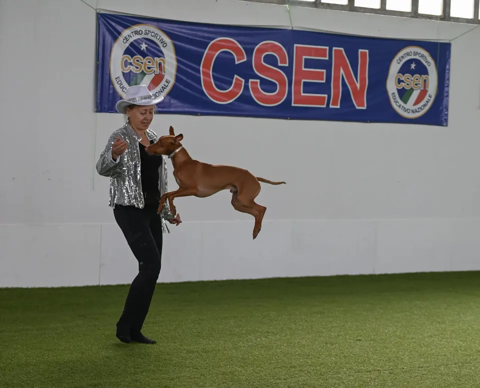 Foto GEM DOG A.S.D.: Prova di gara di dog dance, Leproso, 15 febbraio 2026, foto 16 di 33