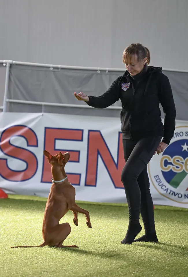 Foto GEM DOG A.S.D.: Prova di gara di dog dance, Leproso, 15 febbraio 2026, foto 20 di 33