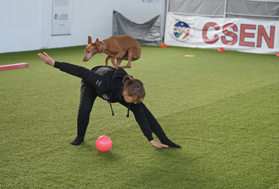 Foto GEM DOG A.S.D.: Prova di gara di dog dance, Leproso, 15 febbraio 2026, foto 22 di 33