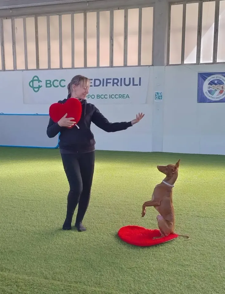 Foto GEM DOG A.S.D.: Prova di gara di dog dance, Leproso, 15 febbraio 2026, foto 24 di 33