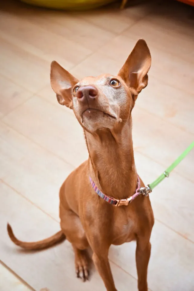 Foto GEM DOG A.S.D.: Open day, Leproso, 18 febbraio 2026, foto 1 di 12