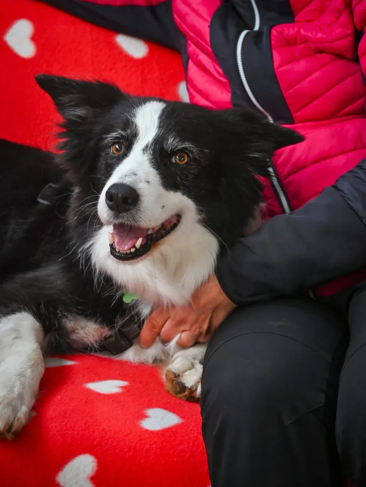 Foto GEM DOG A.S.D.: Open day, Leproso, 18 febbraio 2026, foto 2 di 12