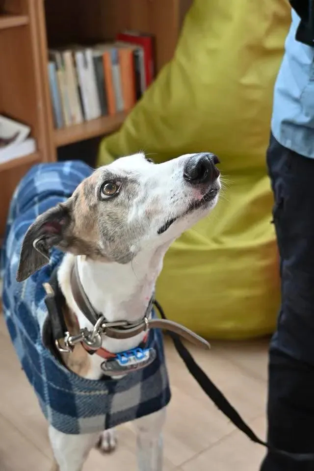 Foto GEM DOG A.S.D.: Open day, Leproso, 18 febbraio 2026, foto 4 di 12