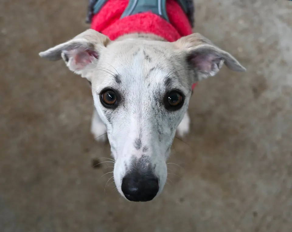 Foto GEM DOG A.S.D.: Open day, Leproso, 18 febbraio 2026, foto 6 di 12