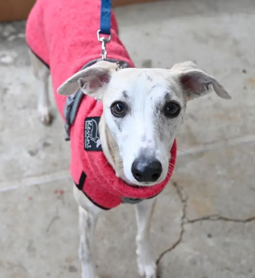 Foto GEM DOG A.S.D.: Open day, Leproso, 18 febbraio 2026, foto 8 di 12