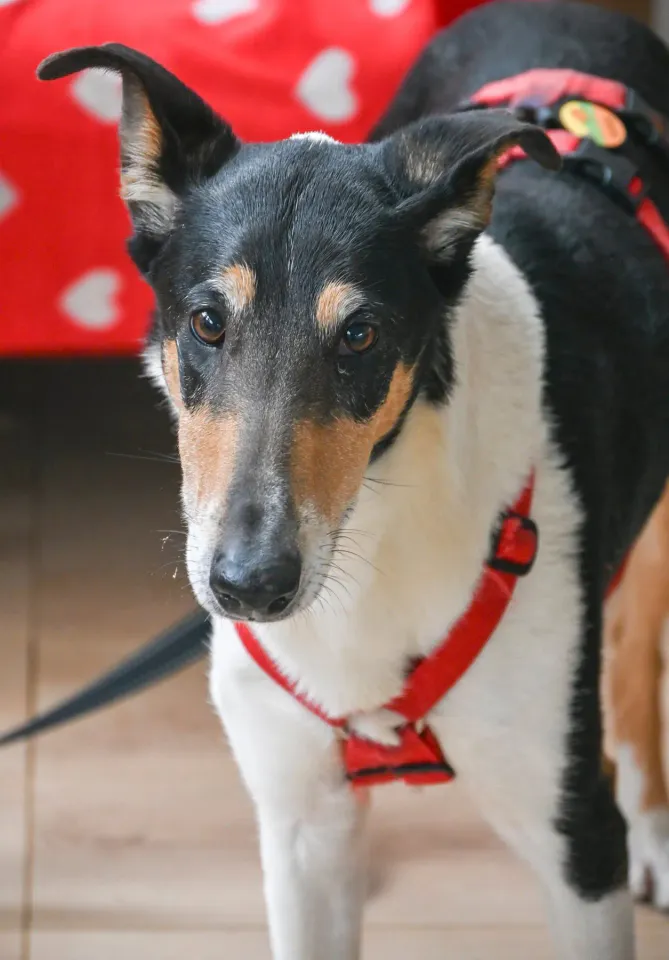 Foto GEM DOG A.S.D.: Open day, Leproso, 18 febbraio 2026, foto 11 di 12