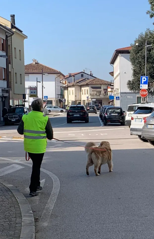 Foto GEM DOG A.S.D.: Allenamento di mantrailing, 7 marzo 2026, foto 1 di 11