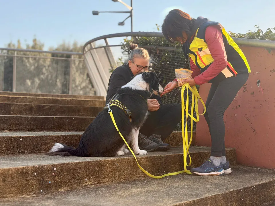 Foto GEM DOG A.S.D.: Allenamento di mantrailing, 7 marzo 2026, foto 4 di 11