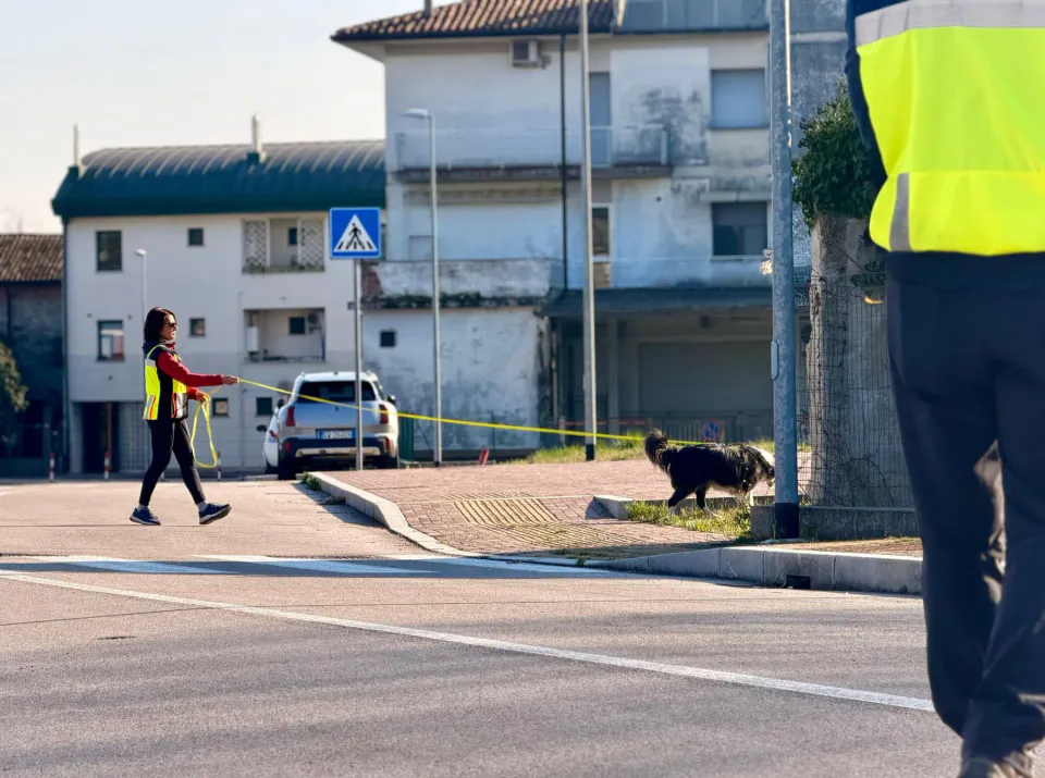 Foto GEM DOG A.S.D.: Allenamento di mantrailing, 7 marzo 2026, foto 6 di 11