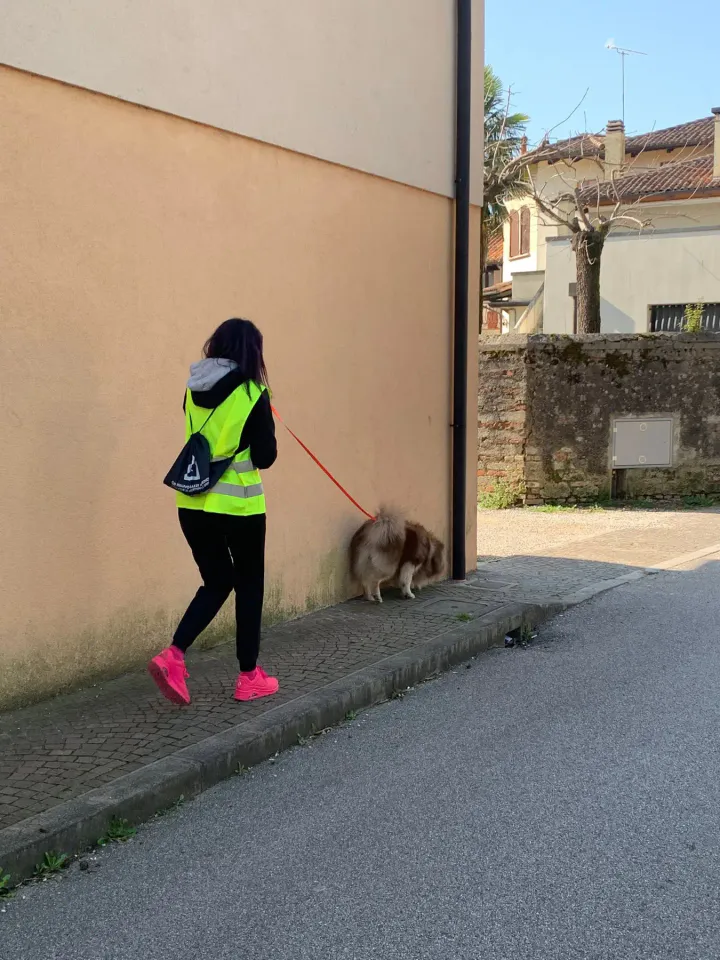 Foto GEM DOG A.S.D.: Allenamento di mantrailing, 7 marzo 2026, foto 7 di 11
