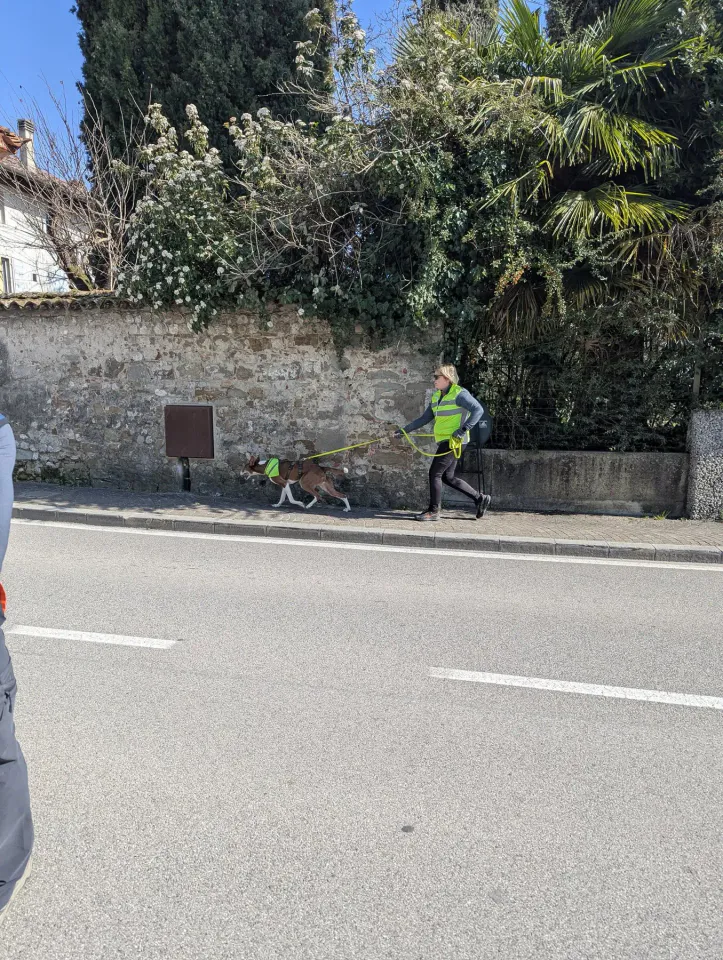 Foto GEM DOG A.S.D.: Allenamento di mantrailing, 7 marzo 2026, foto 9 di 11