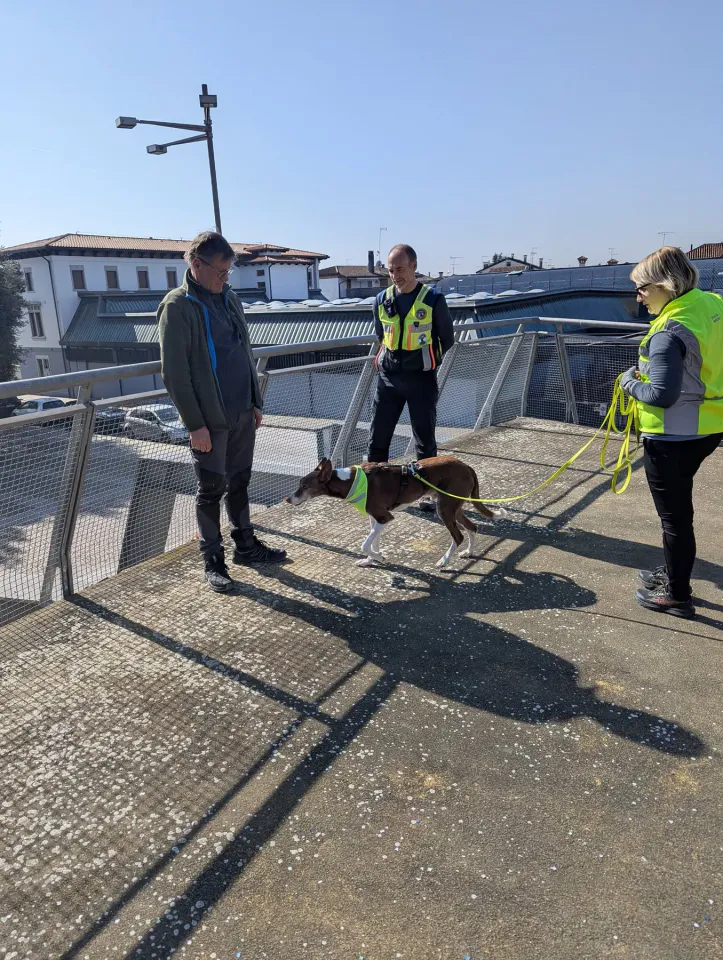 Foto GEM DOG A.S.D.: Allenamento di mantrailing, 7 marzo 2026, foto 10 di 11