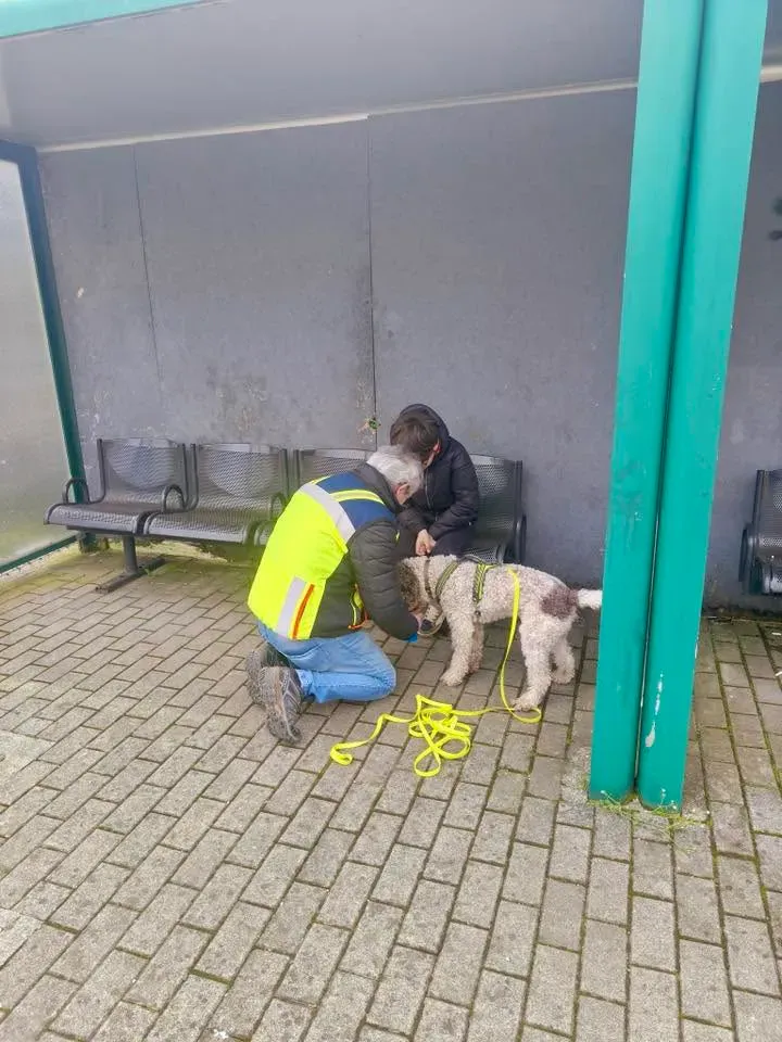 Foto GEM DOG A.S.D.: Allenamento di mantrailing, 21 marzo 2026, foto 2 di 14