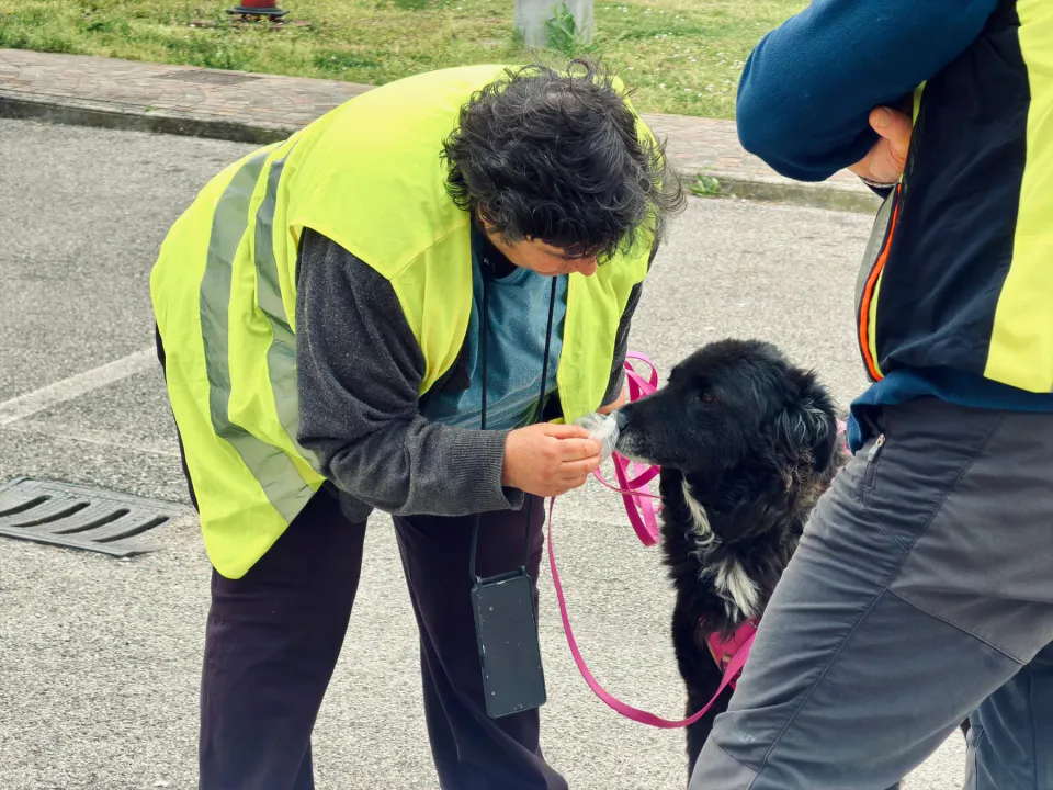 Foto GEM DOG A.S.D.: Allenamento di mantrailing, 21 marzo 2026, foto 3 di 14