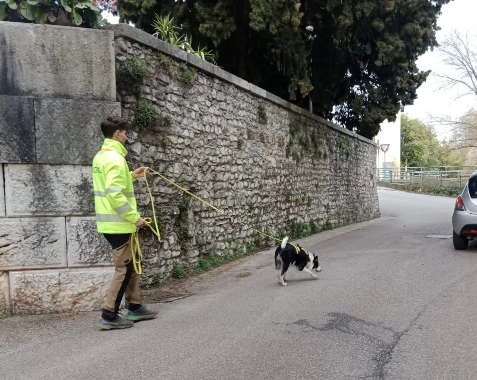 Foto GEM DOG A.S.D.: Allenamento di mantrailing, 21 marzo 2026, foto 5 di 14