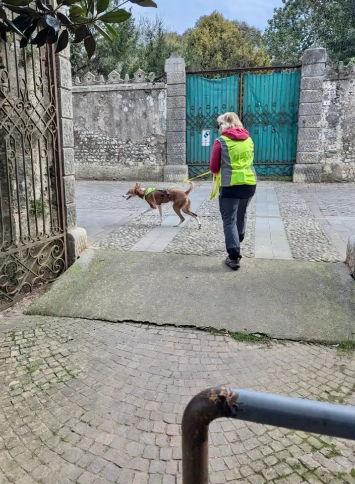 Foto GEM DOG A.S.D.: Allenamento di mantrailing, 21 marzo 2026, foto 9 di 14