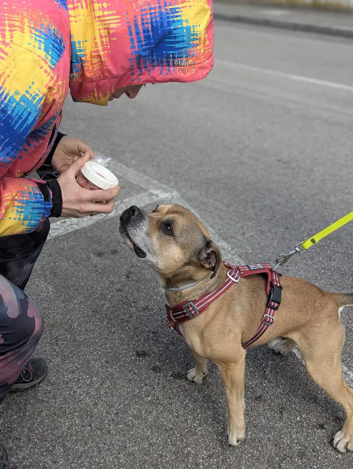 Foto GEM DOG A.S.D.: Allenamento di mantrailing, 21 marzo 2026, foto 11 di 14