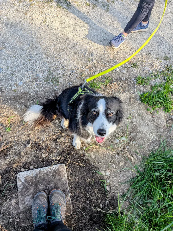 Foto GEM DOG A.S.D.: Allenamento di mantrailing, Palmanova, 19 aprile 2026, foto 2 di 10