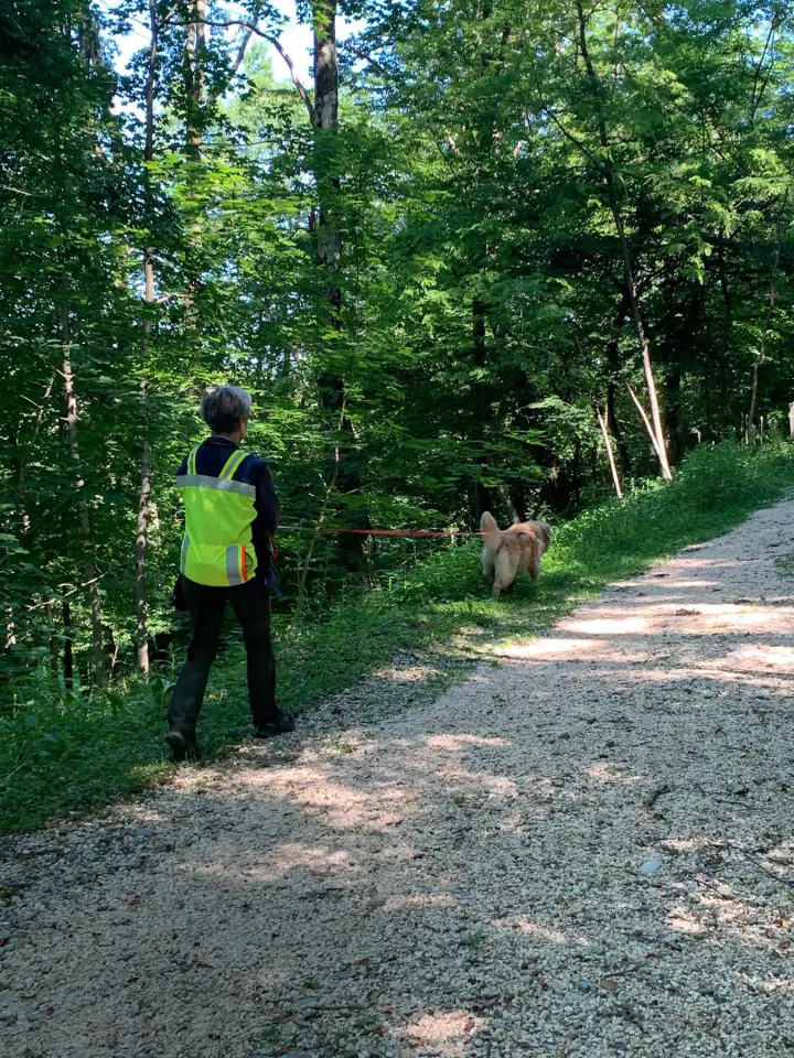 Foto GEM DOG A.S.D.: Allenamento di mantrailing, Cividale del Friuli, 23 maggio 2026, foto 3 di 5