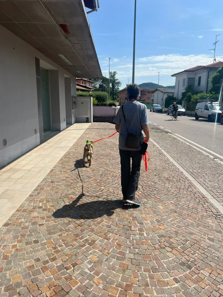 Foto GEM DOG A.S.D.: Allenamento di mantrailing, Cividale del Friuli, 2 giugno 2026, foto 2 di 7