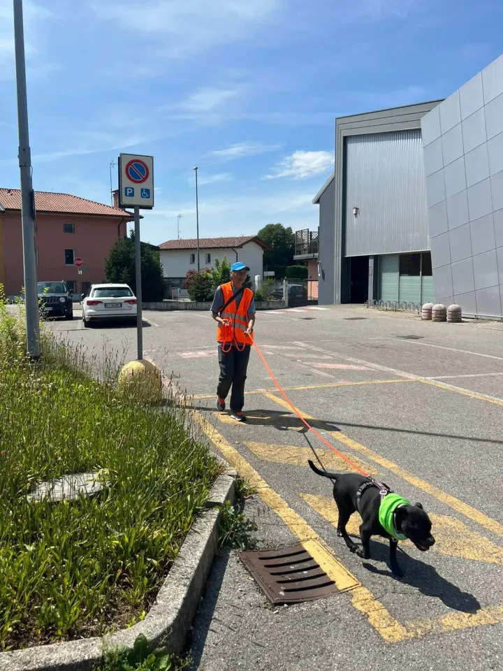 Foto GEM DOG A.S.D.: Allenamento di mantrailing, Cividale del Friuli, 2 giugno 2026, foto 4 di 7