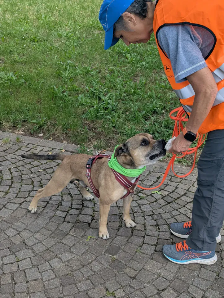Foto GEM DOG A.S.D.: Allenamento di mantrailing, Cividale del Friuli, 2 giugno 2026, foto 6 di 7