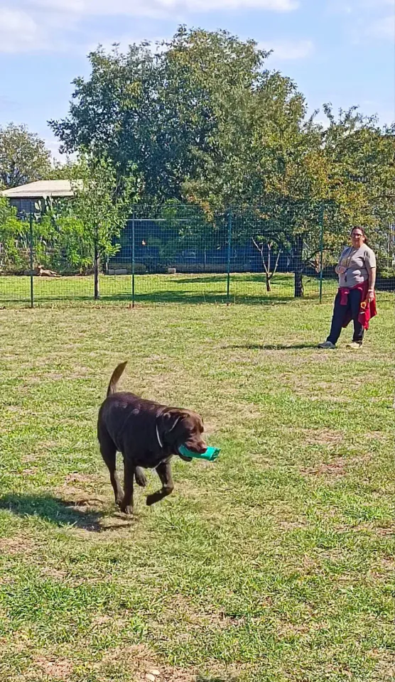 Foto GEM DOG A.S.D.: Stage di retriever sport, Leproso, 19 settembre 2026, foto 6 di 9